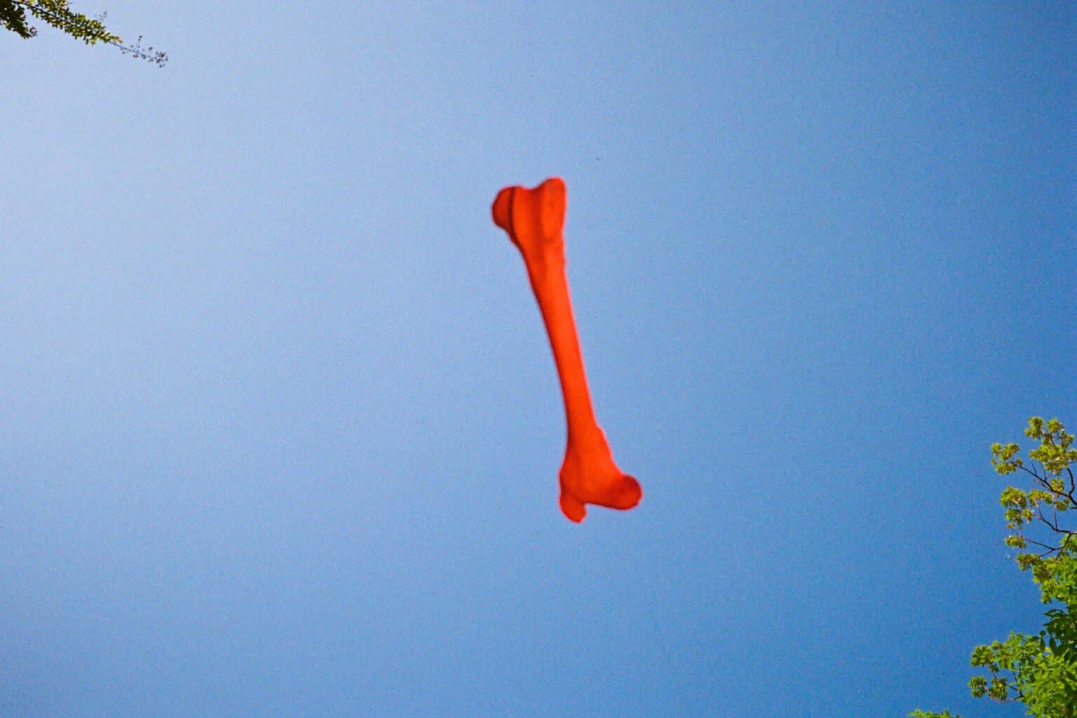 Bones In The Sky