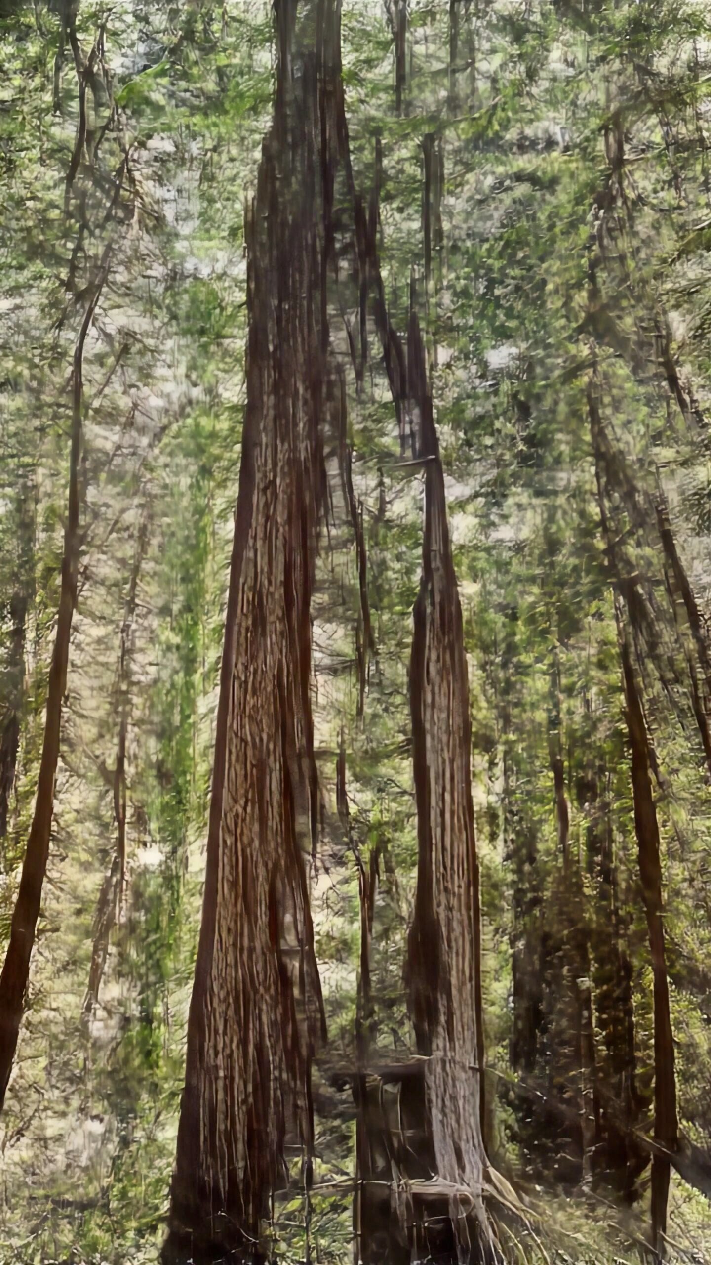 From The Redwood Forest