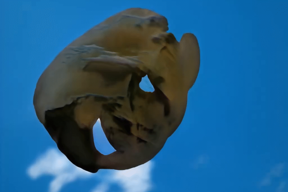 Beaver In The Sky generated Ai skull of beaver in a blue sky with a cloud